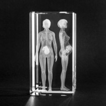 3D Schwangere Frau, Glasmodell für Gynakologen
