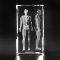 3D Modell Mensch in Glas. Nervensystem in Kristall gelasert