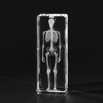 3D Modell menschliches Skelett, Knochenmodell, 3D Anatomie in Glas gelasert