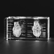 3D Modelle vom menschlichen Herz. Anatomie, Innere Organe in Glas mit Detail-Beschriftung