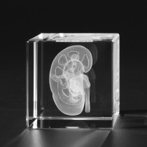 3D Niere, Nierenmodell in Kristallglas gelasert, Anatomische Modelle in Glas
