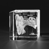 3D Modell Menschliches Ohr mit Details und Beschreibung, Anatomie in Glas