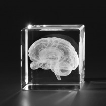 3D Modell vom menschlichen Gehirn mit Augen in Kristallglas, Anatomie