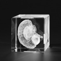 3D Modell Gehirn vom Mensch in Glas gelasert, Medizinische Motive in Kristallglas