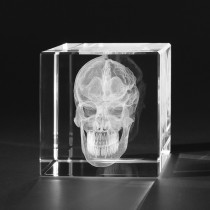 3D Modell vom menschlichen Schädel Schnitt, Anatomie in Glas