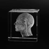 3D Schädel Seitenschnitt - Kopf