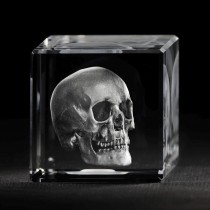 3D Modell vom menschlichen Schädel, Anatomie in Glas