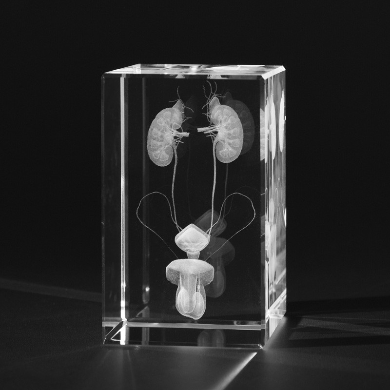 bælte Bred vifte mørkere 3D Anatomie - Unterleib Mann dreidimensional in Kristallglas gelasert