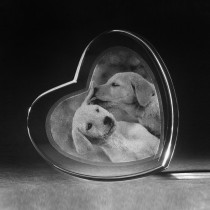 3D Kristall Herz mit 2D Glasfoto Hundewelpen
