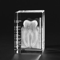 3D Zahn Zahnschnitt mit Detailbeschriftung. Zahnmodell Dental in Glas