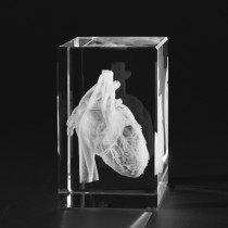3D Modell Herz geschlossen mit Details, Anatomie Motive in Kristallglas gelasert