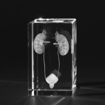 3D Menschliche Niere mit Harnblase als Modell in Glas gelasert