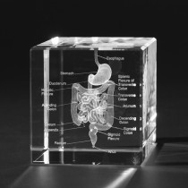 3D Magen menschlicher Verdauungstrakt , Modell in Glas