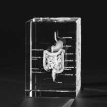3D Menschlicher Verdauungstrakt, Anatomie in Glas gelasert, Verdauungssystem