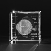 3D Modell vom menschlichen Auge mit Detail-Beschriftung in Glas, Anatomische Organe Motive