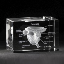 3D Prostata