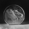 Glasfoto 2D Herz aus Kristallglas mit Motiv Pferde