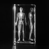3D Modell Blutkreislauf des Menschen in Laserglas
