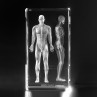 3D Modell menschliches Muskelsystem. 2 Ansichten in Glas gelasert