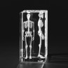 3D Modell menschliches Skelett, Knochenmodell, 3D Anatomie des Menschen in Glas gelasert