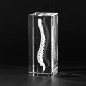 3D Modell der menschlichen Wirbelsäule, Knochenmodell in Glas gelasert