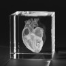 3D Herz Modell des Menschen, Innere Organe, Anatomie in Glas gelasert