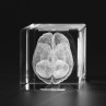 Menschliches Gehirn 3D Modell in Glas gelasert. Anatomie, Organe in Kristallglas