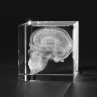 3D Modell vom menschlichen Schädel Schnitt, Anatomische Motive in Glas