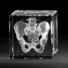 Becken Knochenmodell Glas