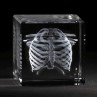 Brustkorb Glas Knochenmodell