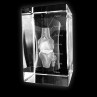 3D Modell Knochen Knie